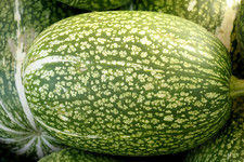 Тыква фиголистная <br />Fig-leaf Gourd