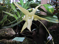 Ангрекум полуторафутовый <br />Darwin`s Orchid