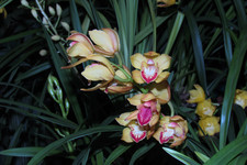 «Орхидея-лодочка» <br />Boat Orchid