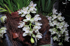 Эпифитные цимбидиумы <br />Epiphytic Boat Orchids