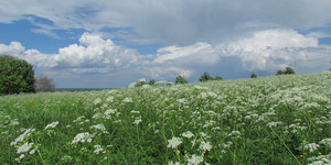 Белый луг <br />White Meadow