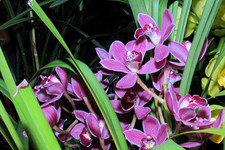Цимбидиумы <br />Boat Orchids