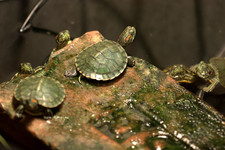 Черепахи <br />Turtes