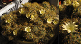 Мамиллярия израстающая <br />Nipple Cactus