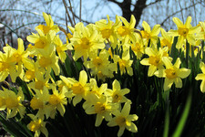 Нарциссы <br />Daffodils