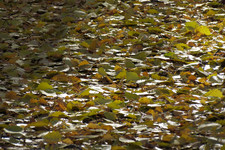 Осенний ковёр <br />Autumnal Carpet