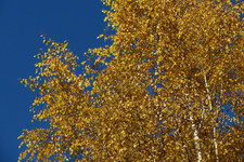 Золотая осень <br />Golden Autumn
