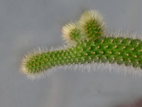 Кактусячья морда :) <br />A Cactus Snout :)
