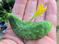 Огурцвет <br />Cucumflower