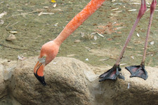 Красный фламинго <br />American Flamingo