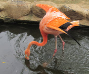 Красный фламинго <br />American Flamingo