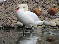 Лебедь-шипун <br />Mute Swan