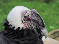 Андский кондор <br />Andean Condor