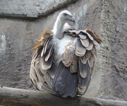 Белоголовый сип <br />Griffon Vulture