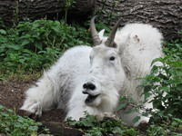 Снежная коза <br />Mountain Goat