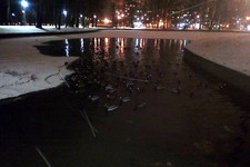 Ночные утки <br />Night Ducks