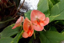 Бальзамин «Fusion Peach Frost» <br />Impatiens “Fusion Peach Frost” (=Balfuspeafro)