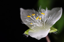 Цветок традесканции <br />Spiderwort's Flower
