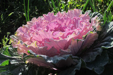 Капуста «Осака Пинк» <br />Cabbage “Osaka Pink”