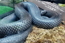 Мексиканская чернеющая змея <br />Mexican Black Snake