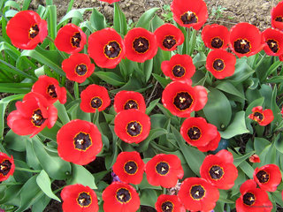 Тюльпаны <br />Tulips