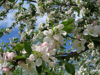 Яблоня <br />Apple-tree