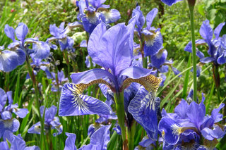 Сибирские ирисы <br />Siberian Iris