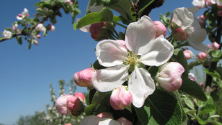 Яблони в цвету <br />Blooming Apple-trees