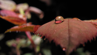 Роса на розе <br />Dew On A Rose-leaf
