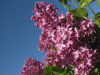 Сирень <br />Lilac