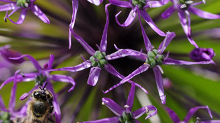 Декоративный лук совсем близко <br />Decorative Allium Close-up