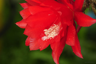 Пре_красный кактус <br />Red Beauty Cactus