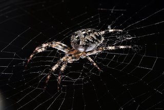 Портретище Паучка <br />A Large Portrait Of The Spider-friend