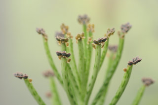 Каланхоэ трубчатоцветковое <br />Chandelier Plant