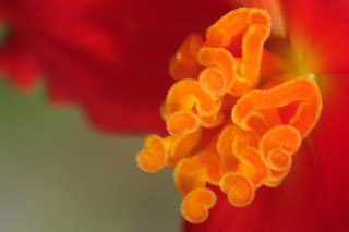 Бегониевые пестики-хвостики <br />Begonia's Tail-pistils