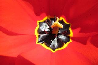 Тюльпанная сердцевина <br />Tulip Core