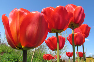 Тюльпаны <br />Tulips