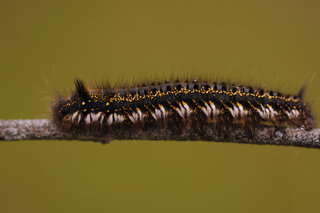 Гусеница травяного коконопряда <br />Drinker Moth Caterpillar