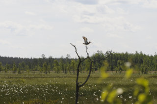 Большой веретенник <br />Black-tailed Godwit