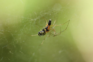Нериена блестящая <br />Filmy Dome Spiders
