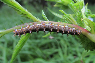 Гусеница перламутровки <br />A Fritillary Caterpillar