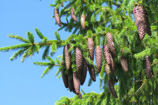 Ёлочка с шишечками <br />Fir-tree With Cones