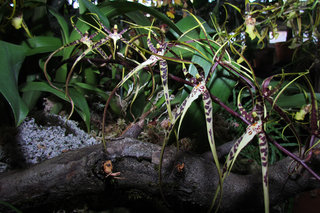 Паучьи орхидеи <br />Spider Orchids