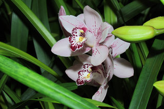 Цимбидиум <br />Boat Orchid