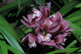 Цимбидиум <br />Boat Orchids