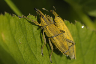 Фрачник обыкновенный <br />Yellow Weevil