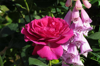 Роза и наперстянка <br />Rose + Foxglove