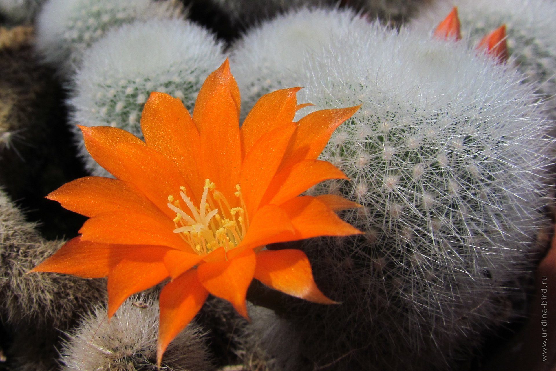 20130613134968179_Rebutia.jpg