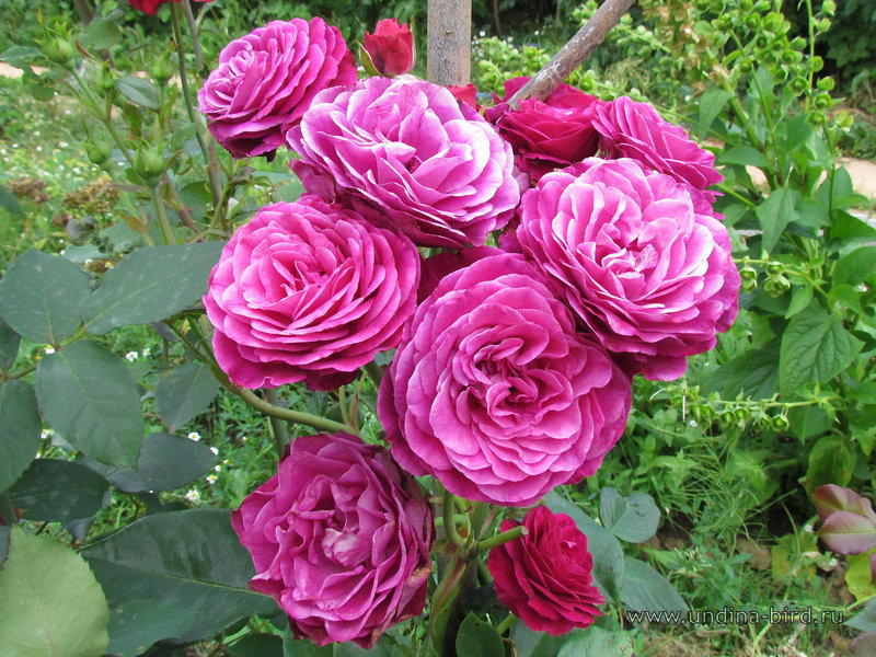 Розов г д. Пучковые розы.